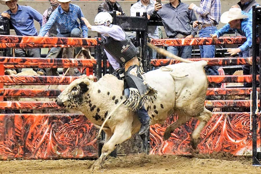 bull riding chicago professional pcb terminology
