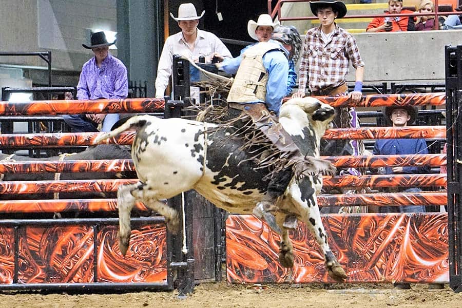 professional bull riding pcb judging